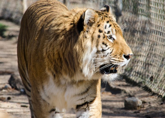 Ligre dans un zoo.