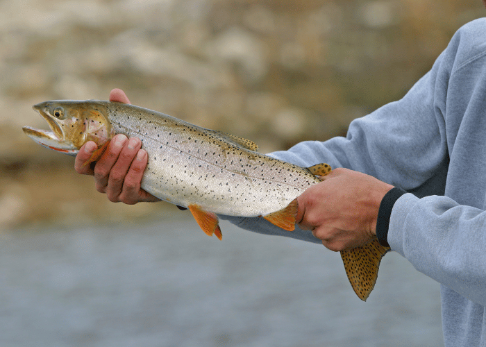 Le plus gros poisson pêché en Europe centrale.
