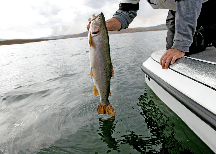 Le plus gros poisson pêché.