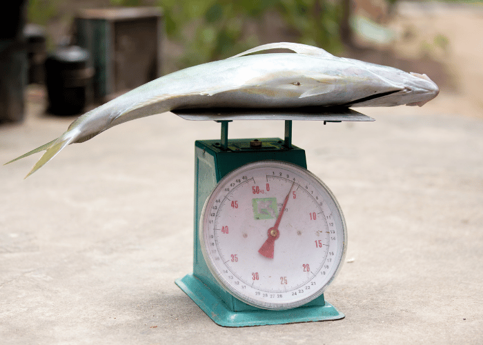 Le plus gros poisson du monde.