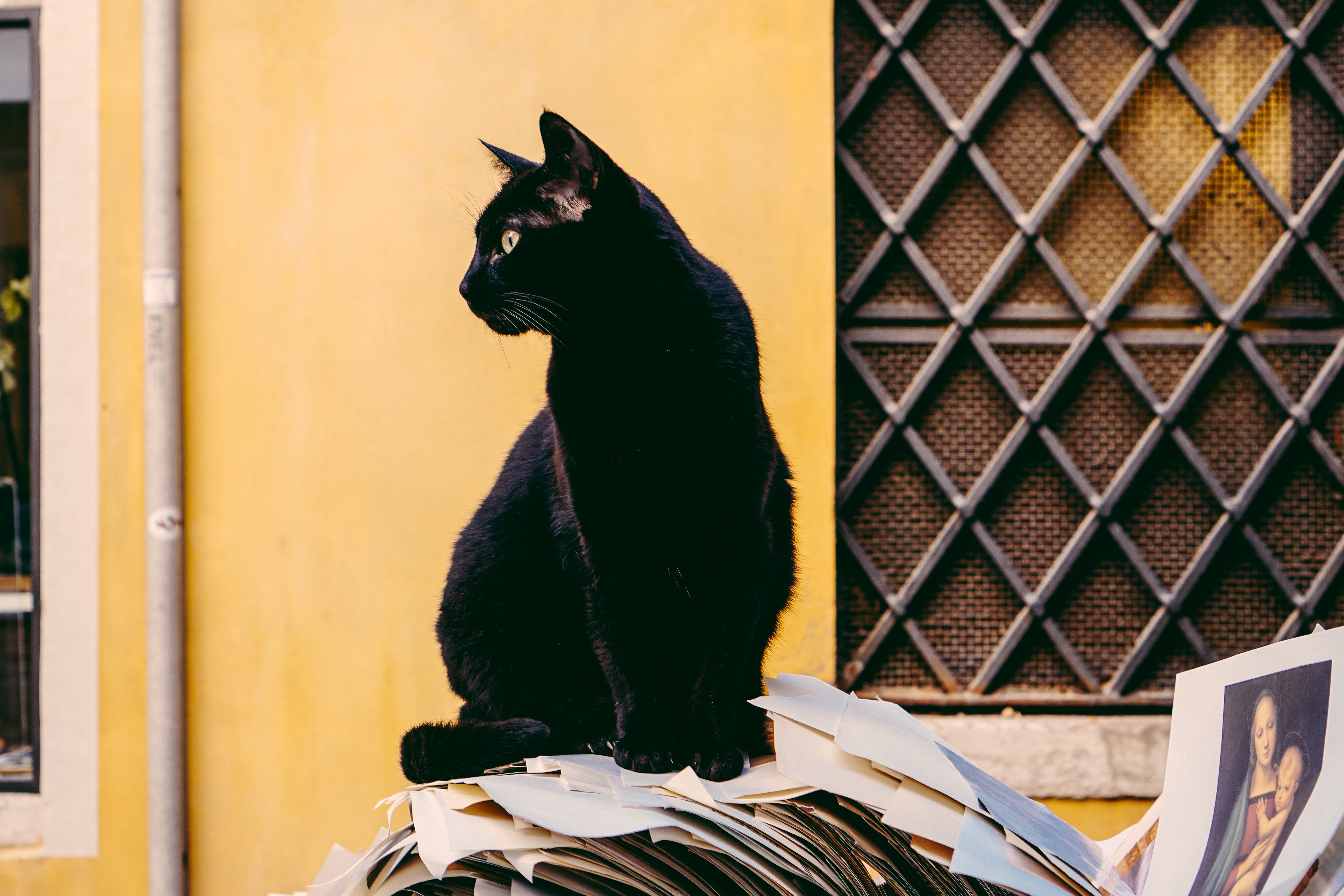 Un chat noir assis sur une pile de journaux devant le bâtiment.