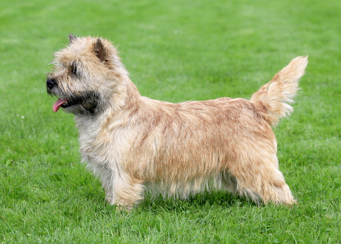Terrier de Norwich standard.