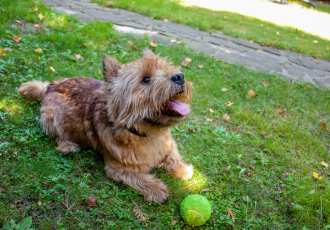 Le terrier de Norwich joue avec la balle.