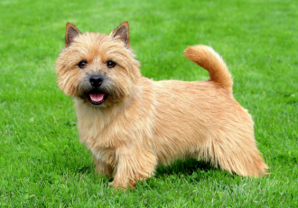 Terrier de Norwich à poil court.