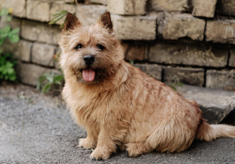 Le terrier de Norwich est assis.