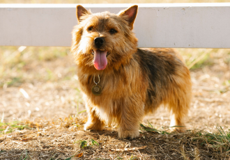 Norwich terrier non coupé.