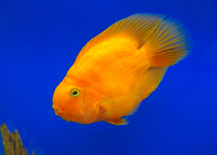 Poisson-papillon orange.