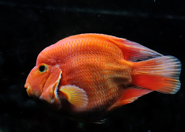 Poisson-papillon rouge.