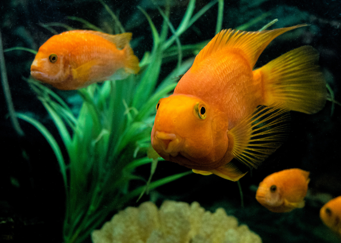 Cichlidés perroquets orange.