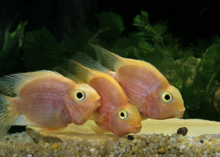 Poissons-perroquets.