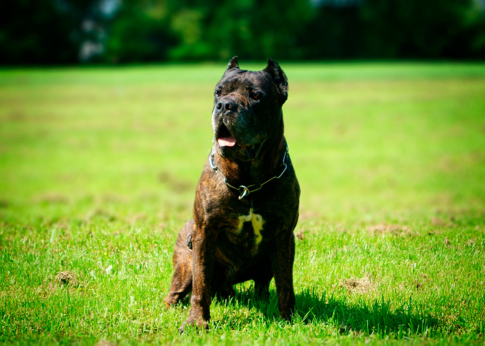 Chien bandog marron.