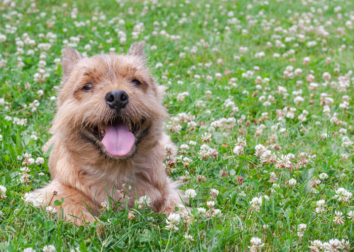 Terrier de Norwich dans le pré.
