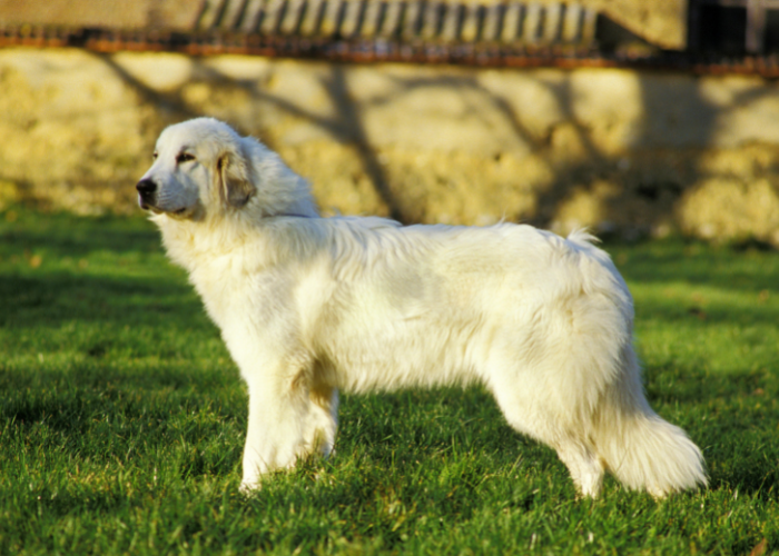 Le standard du chien de montagne des Pyrénées.