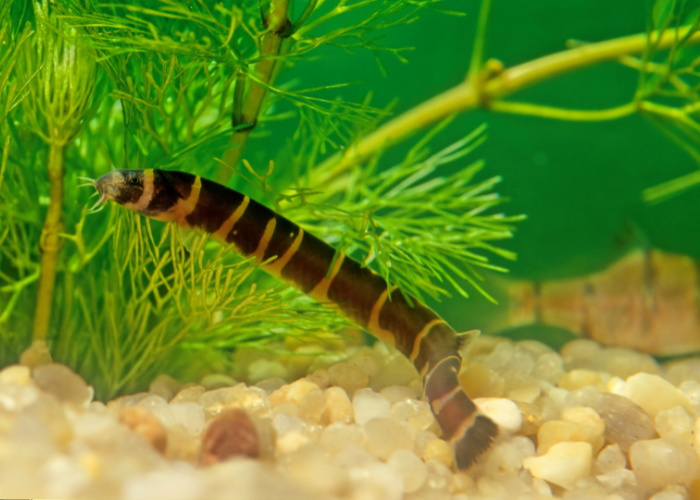 Poisson piskorek.