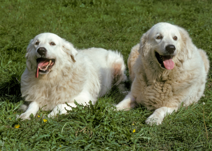Deux chiens de montagne des Pyrénées.