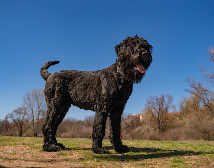 Terrier russe noir adulte.
