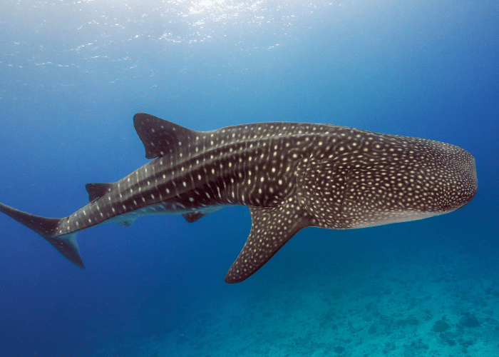 Le plus gros poisson du monde – le requin-baleine.