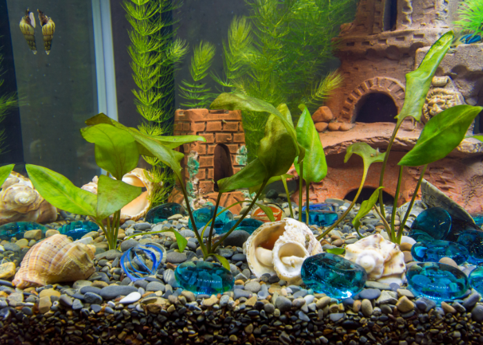 Cryptocoryne compacte dans l'aquarium.