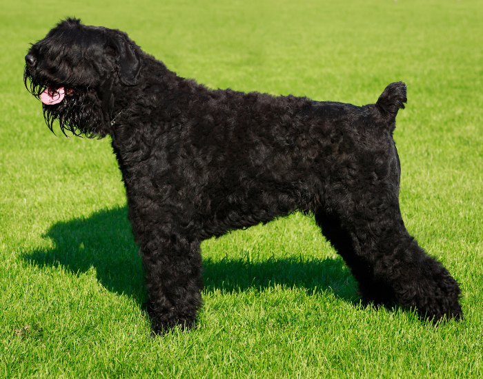 Terrier russe noir standard.