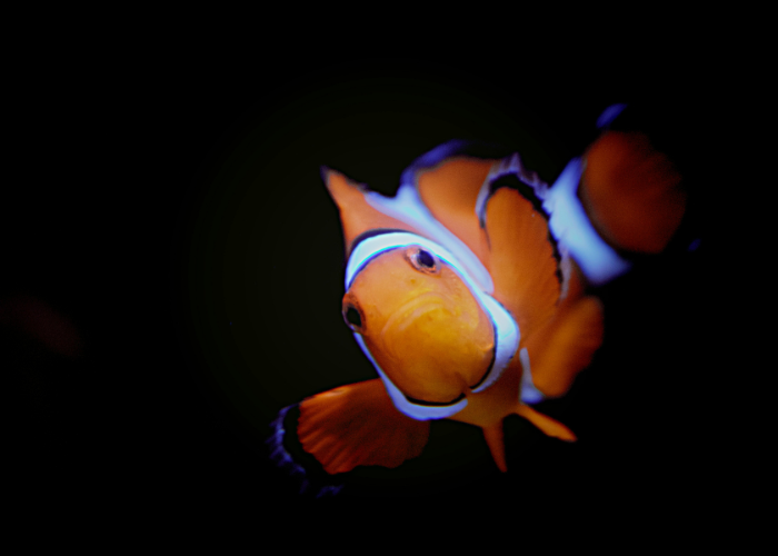 Le poisson Nemo.