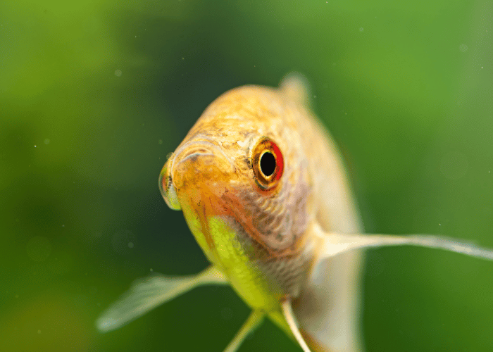 Poisson gourami mosaïque.