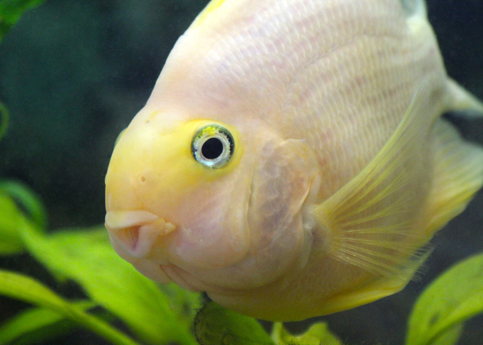 Le poisson-papillon.