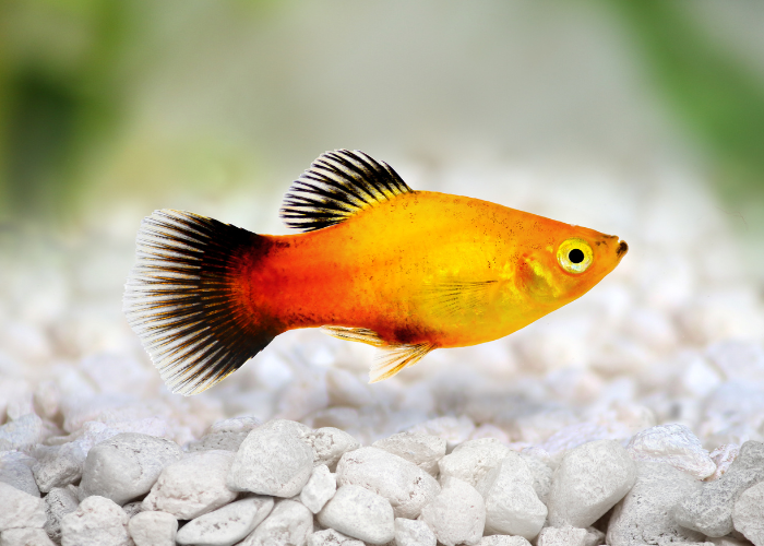 Poisson platy.