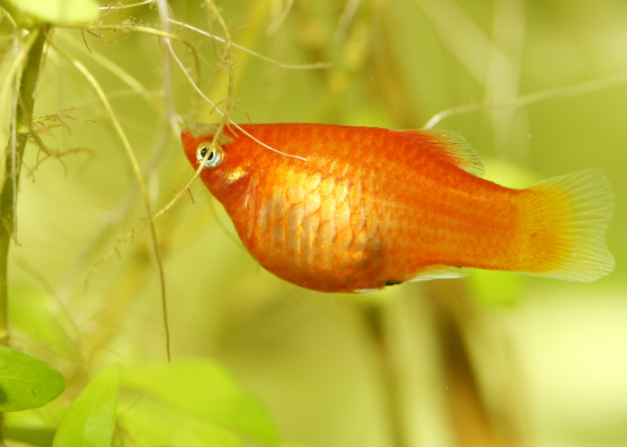 Poisson platy.