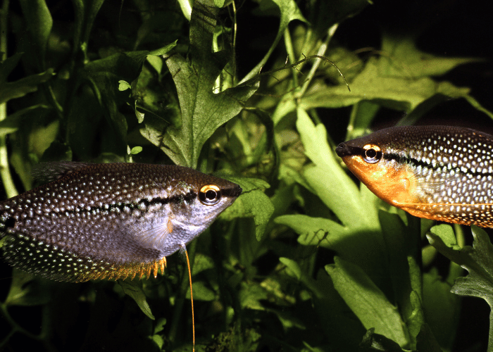 Poissons gouramis mosaïques.