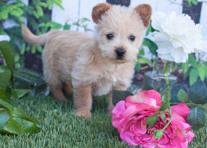Chiot Norwich terrier.