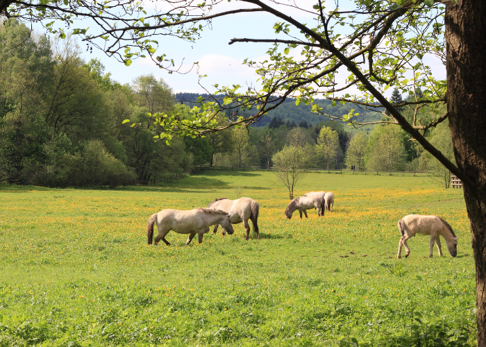 Les tarpans sauvages.