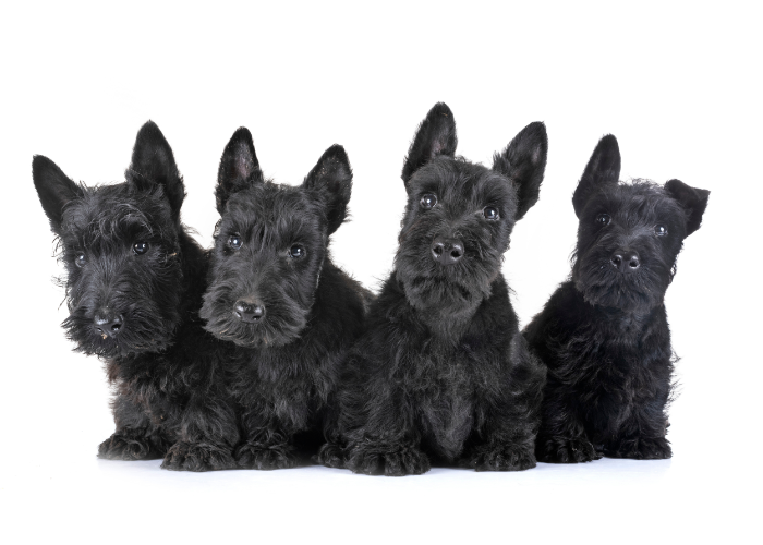 Chiots terriers écossais.