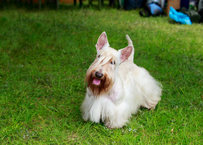 Wheaten Scottish terrier.