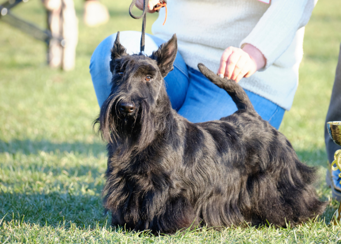 Terrier écossais.