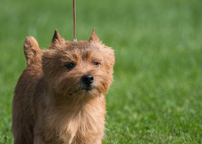 Terrier de Norwich en laisse lors d'une promenade.