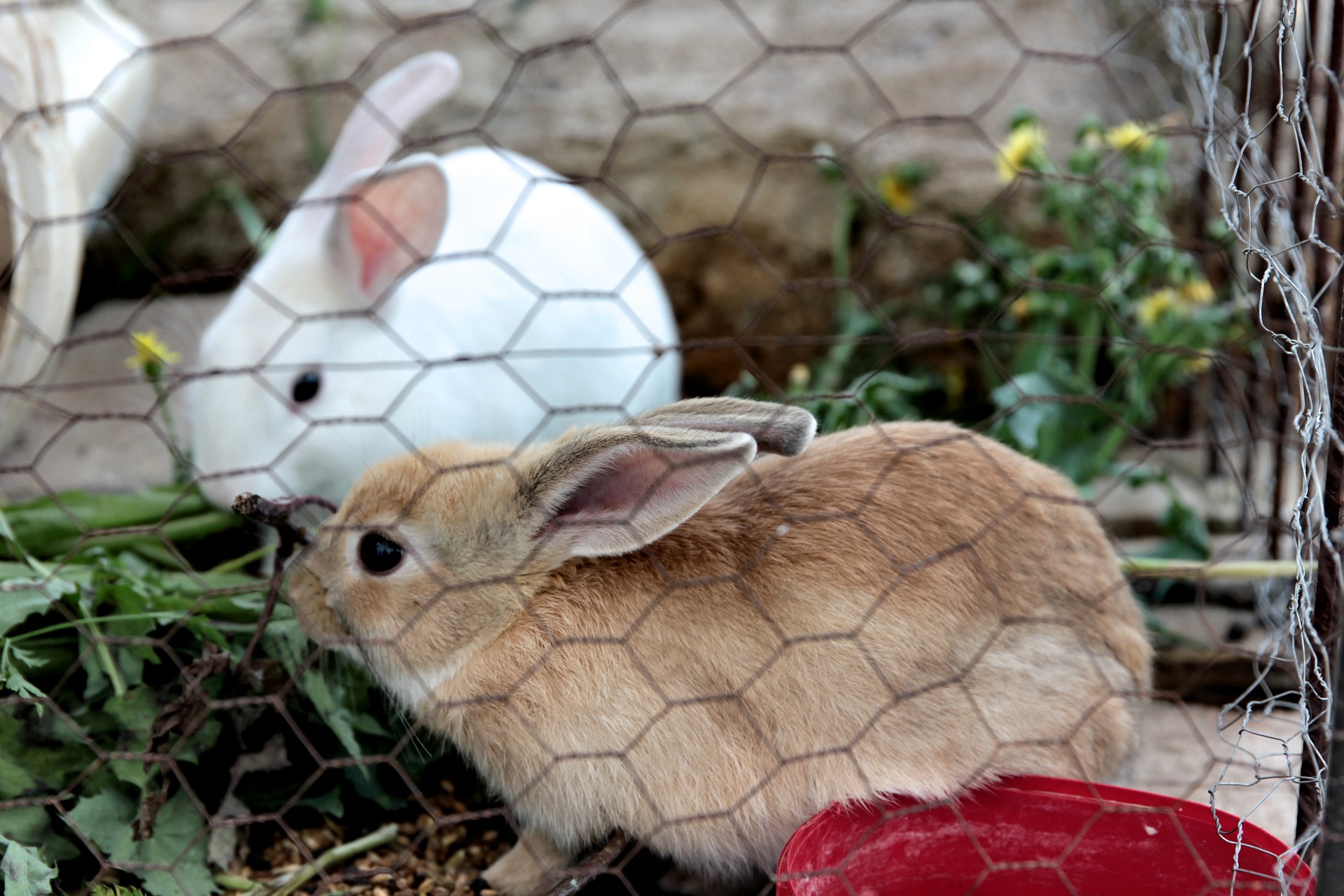 Lapins miniatures dans l'enclos.