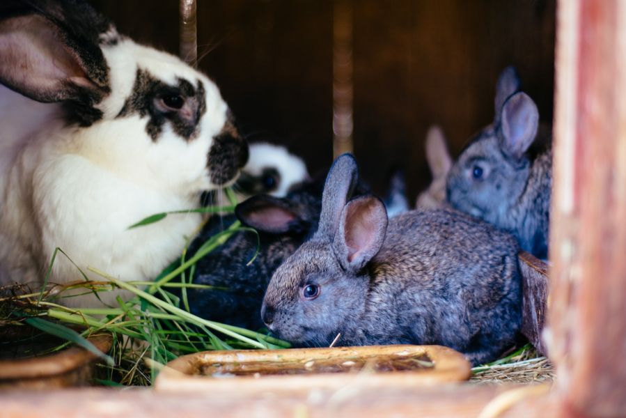 Un lapin dans un enclos sécurisé.