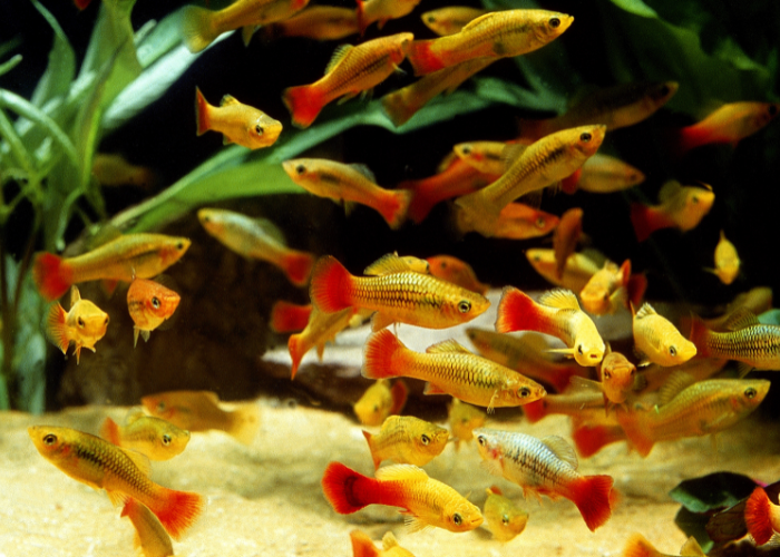 Xiphophorus maculatus