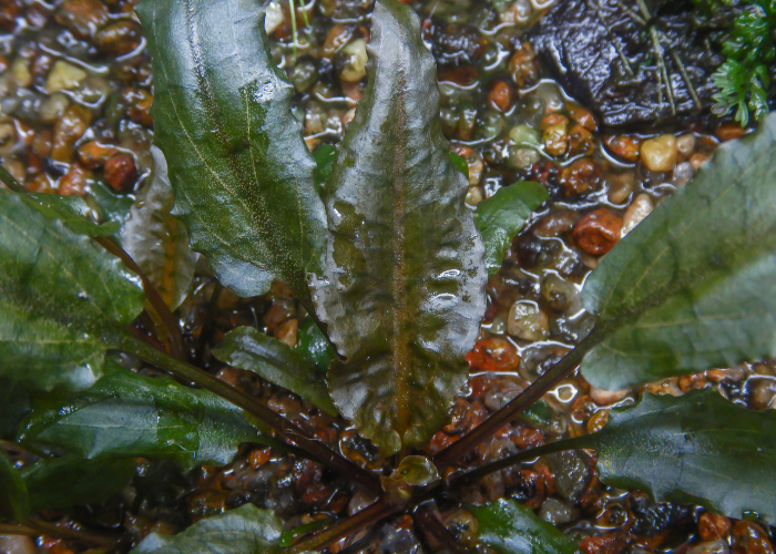 Cryptocoryne brune dans l'aquarium.